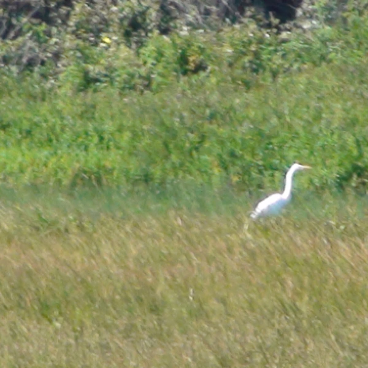 Great Egret Project Noah