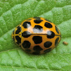 Ladybird 20spots