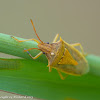Rice stink bug (with mite)
