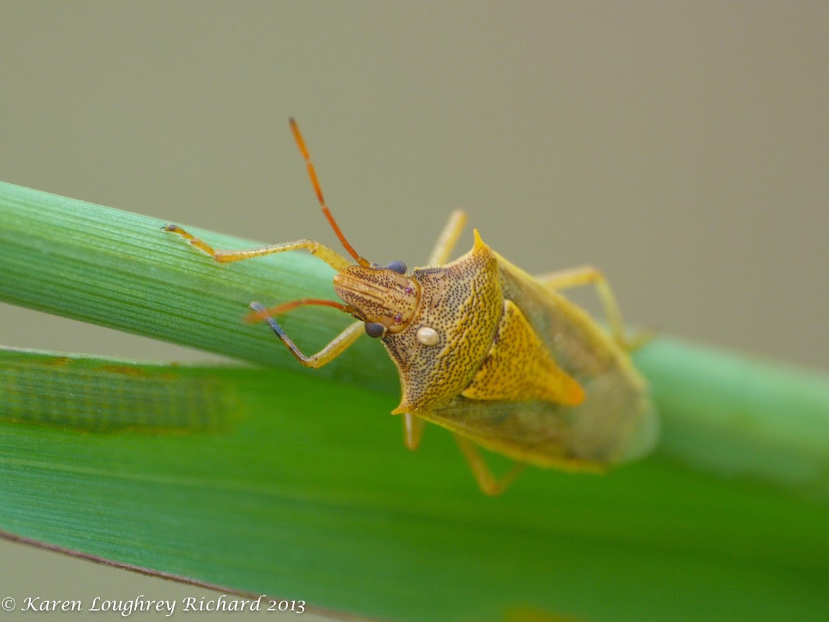 Rice stink bug (with mite)