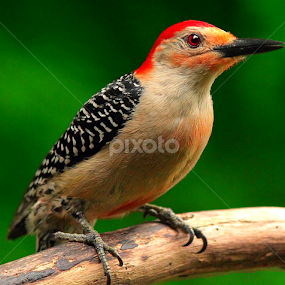 Red Bellied Woodpecker by Paul Mays - Animals Birds
