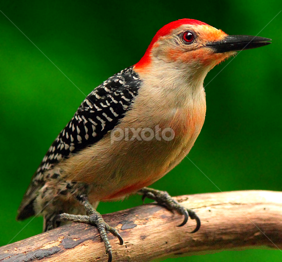 Red Bellied Woodpecker by Paul Mays - Animals Birds