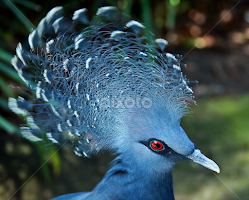 Beauty in small creatures by Brent Morris - Animals Birds