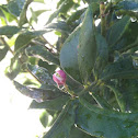 Guava tree