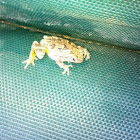 Gray tree frog or cope's gray tree frog