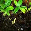 Yellow houseplant mushroom