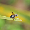 Tropical Carpenter Bee