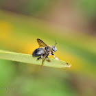 Tropical Carpenter Bee