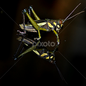 CRICKET'S REFLECTION by Yako Laverde - Animals Insects & Spiders