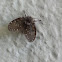 moth fly