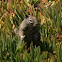 California Ground Squirrel