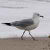 Herring Gull subadult?