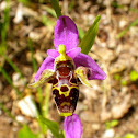 Woodcock Bee-orchid