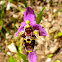 Woodcock Bee-orchid