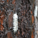 Tussock Hickory Moth (Caterpillar stage)