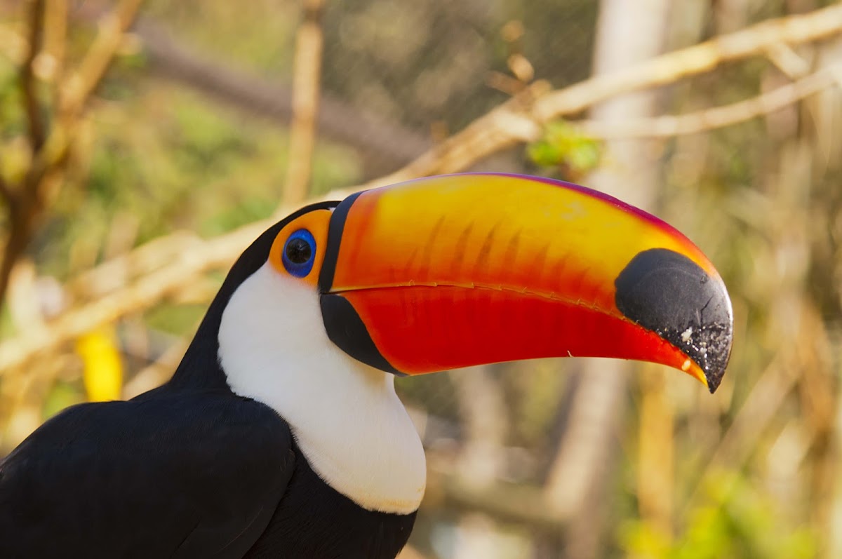 Toco Toucan