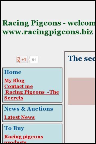 Racing Pigeons