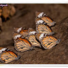 Monarch or Striped Tigers