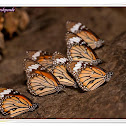 Monarch or Striped Tigers