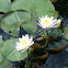 White water lily