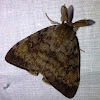 Gypsy Moth - Male