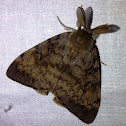 Gypsy Moth - Male