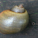 Island Apple Snail
