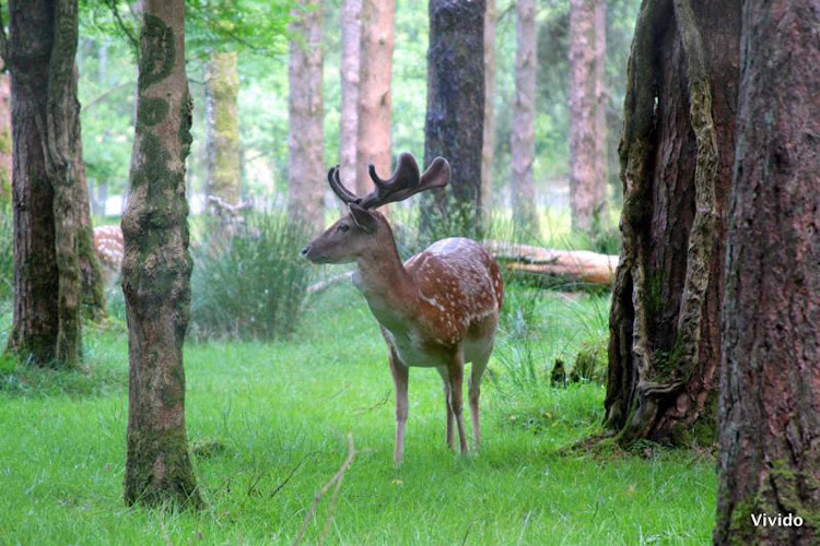 A deer at Farran Forest Park in Cork, Ireland.