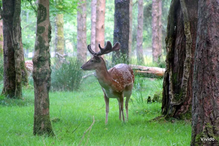 A deer at Farran Forest Park in Cork, Ireland.