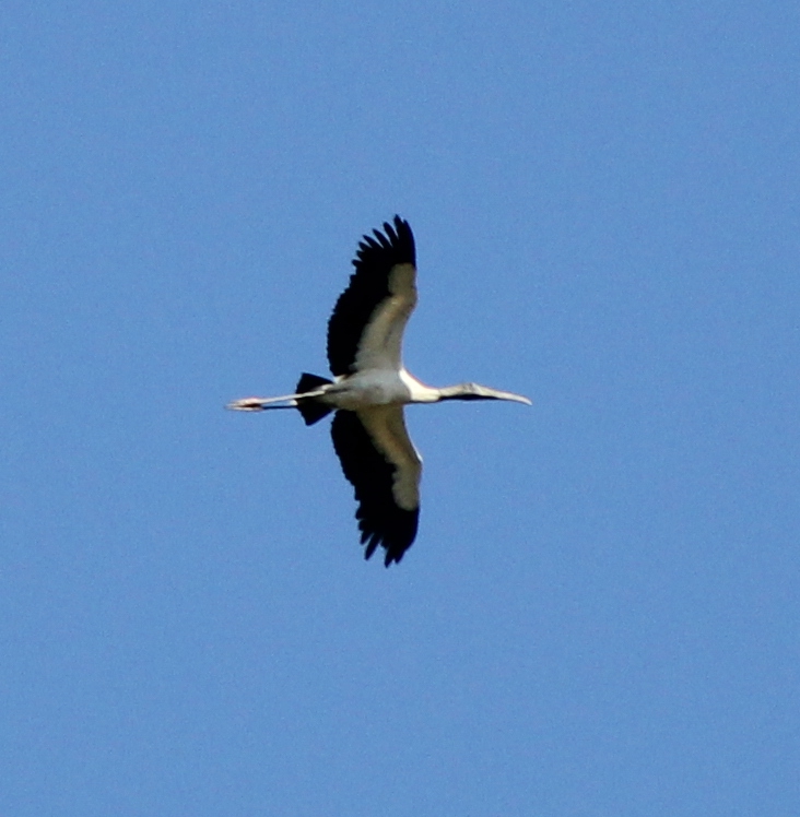 Wood Stork