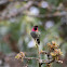 Anna's Hummingbird - Male