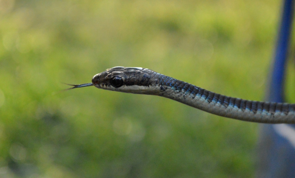 Bronzeback Tree Snake