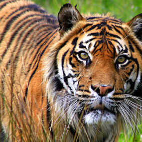 Sumatran Tiger by Phil Le Cren - Animals Lions, Tigers & Big Cats