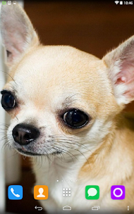 How to mod Chihuahua Live Wallpaper 1.1.1 mod apk for bluestacks
