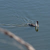 Western Grebe