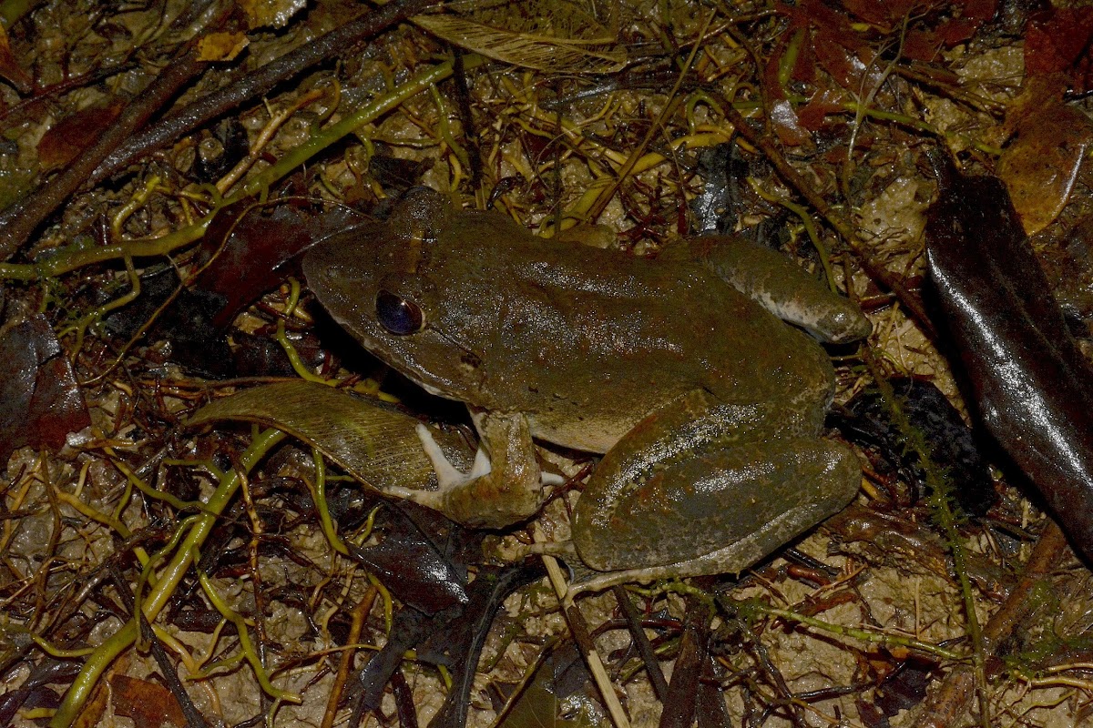Giant Asian River Frog