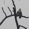 crested hawk eagle