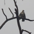 crested hawk eagle