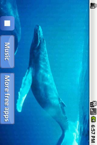 免費下載音樂APP|Whales songs to sleep app開箱文|APP開箱王