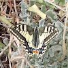 Swallowtail (Μαχάων)