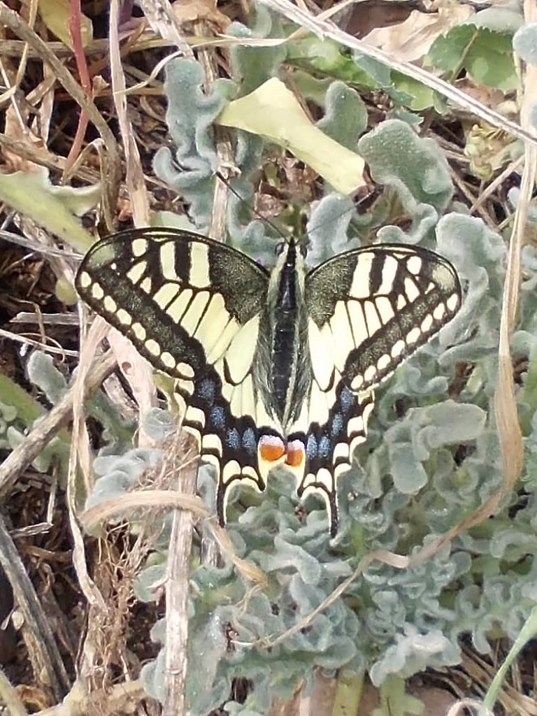 Swallowtail (Μαχάων)