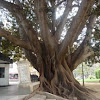 Ficus Macrophylla