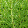 Great Horsetail