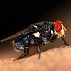 Regal Blowfly