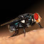 Regal Blowfly