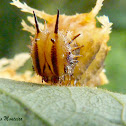 Adelpha serpa-group caterpillar (prepupal  stage)