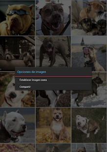 Pitbull Wallpapers Screenshots 19