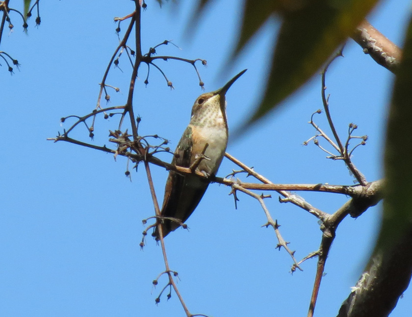Hummingbird (Female)