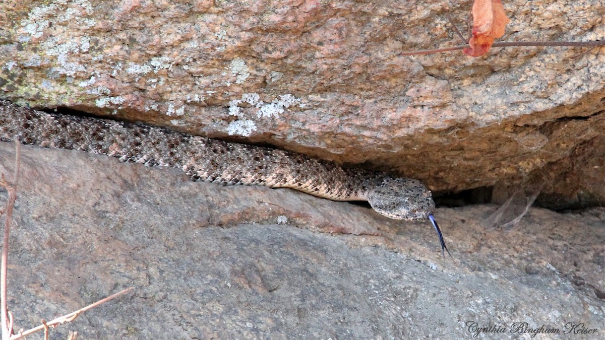 Southwestern Speckled Rattlesnake