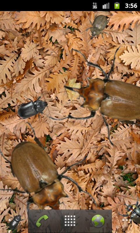 Rhinoceros beetle Wallpaper Screen 2